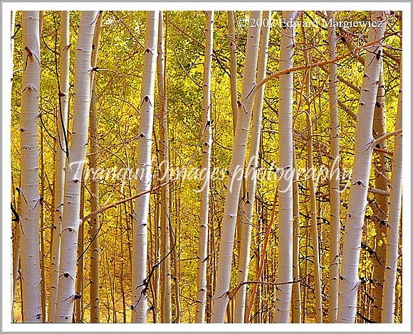 450595   Sunlit Aspens